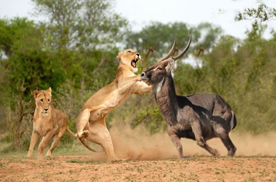 7 Days Masai Mara, Lake Nakuru and Samburu Safari